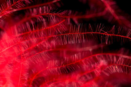 Red feather as an abstract background. Macroの写真素材