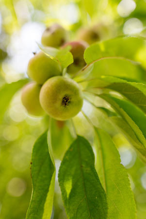 Ripe apples on a tree in the garden .の写真素材