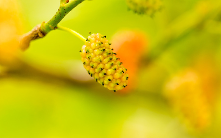 Mulberry berries on a tree in the nature .の写真素材
