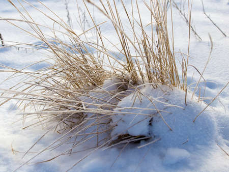 Dry grass in snow on nature in winterの写真素材