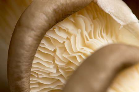 Fresh oyster mushrooms on the farm. Macroの写真素材