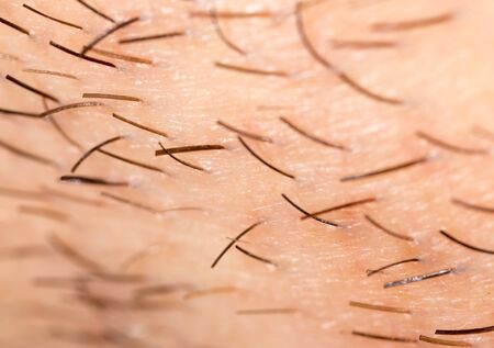 Bristles on the beard of a man. Macroの写真素材