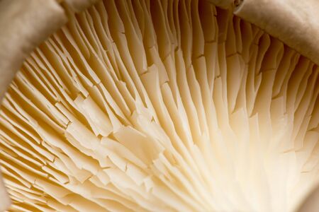 Fresh oyster mushrooms on the farm. Macroの写真素材