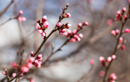 flowers in the buds on a tree branch. Macroの写真素材
