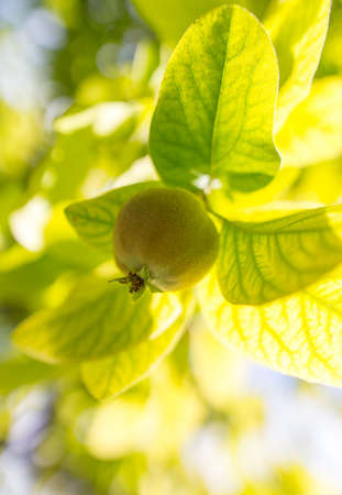 Quince on the tree in the garden .の写真素材