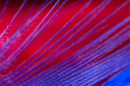 Blue and red feather as an abstract background. Macroの写真素材