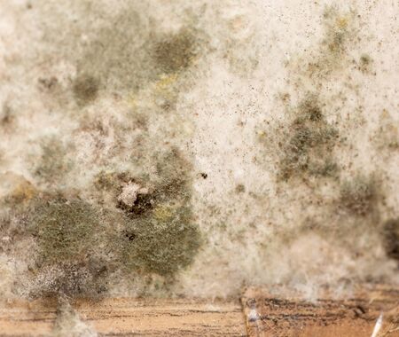 Mold on the white wall in the house .の写真素材