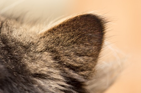ear in a furry cat in the houseの写真素材