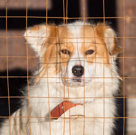 Portrait of a dog in a cage .の写真素材