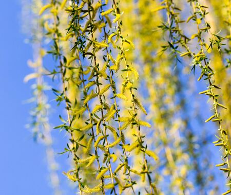 Yellow flowers on willow branches in spring .の写真素材