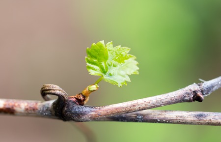 Young leaves of grapes on spring nature .の写真素材