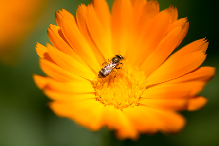 Bee on an orange flower in the nature .の写真素材