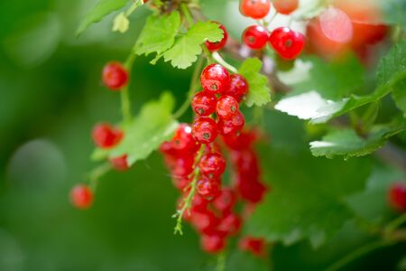 Red currant on a branch in the garden .
