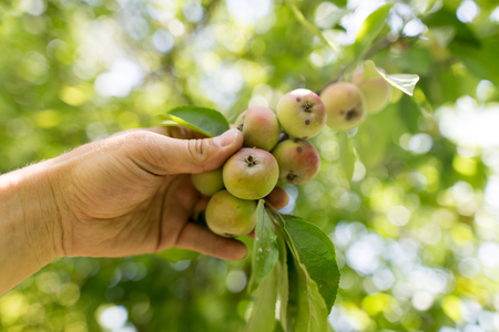 Juicy apple in hand in the garden .