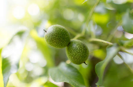 Walnuts on the tree in the garden .の写真素材