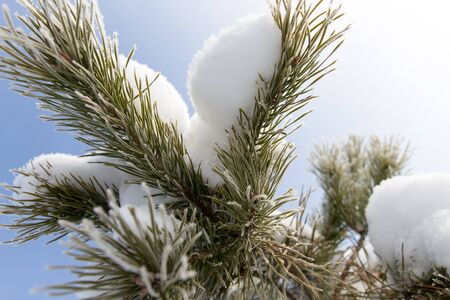 Snow on the Christmas tree in winter .