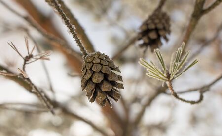 Snow on a Christmas tree with cones in winter .の写真素材