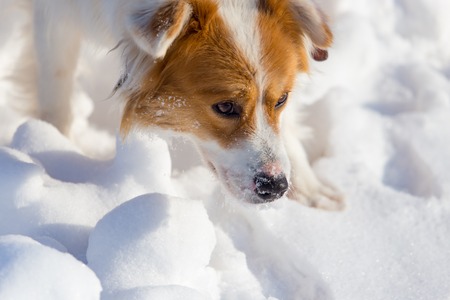 A dog walks in the snow in the winter .の写真素材