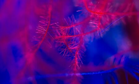 Blue and red feather as an abstract background. Macroの写真素材