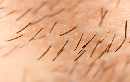 Bristles on the beard of a man. Macroの写真素材