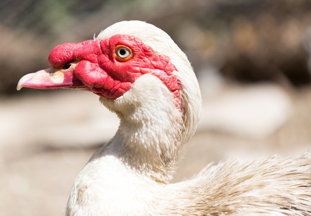 Portrait of a white goose on a farm .の写真素材