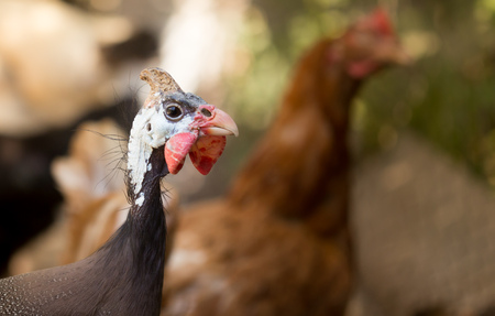 Portrait of a guinea fowl on a farm .