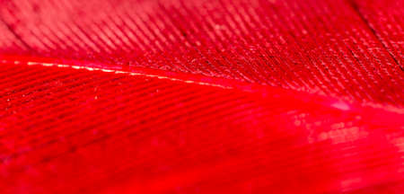 Red feather as an abstract background. Macroの写真素材