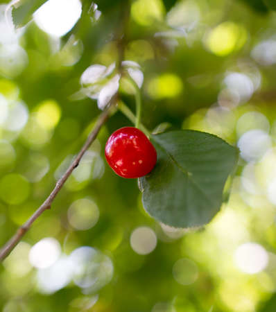 Red cherry on a tree in summer .の写真素材