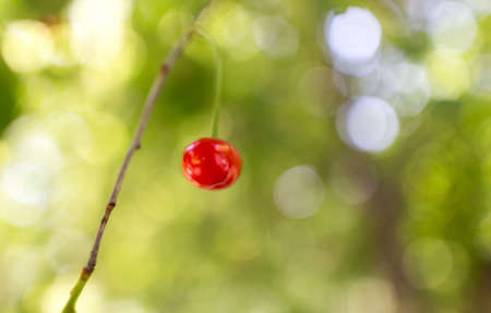 Red cherry on a tree in summer .の写真素材