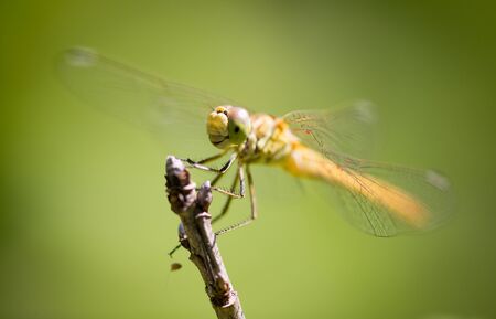 Dragonfly on a branch in the open air .