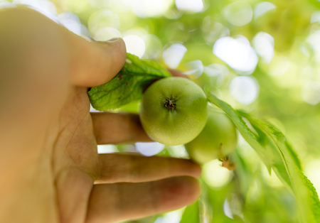 Juicy apple in hand in the garden .の写真素材