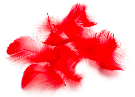 Red feathers isolated on white backgroundの写真素材