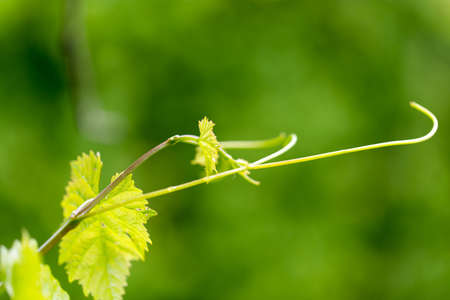 Young leaves of grapes on spring natureの写真素材