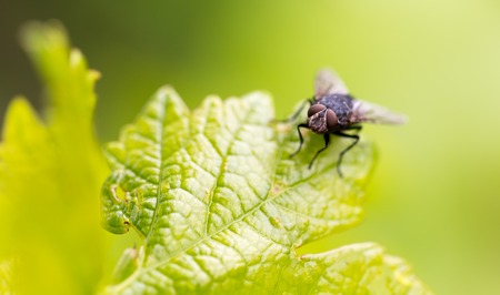 Portrait of a fly on a green leafの写真素材