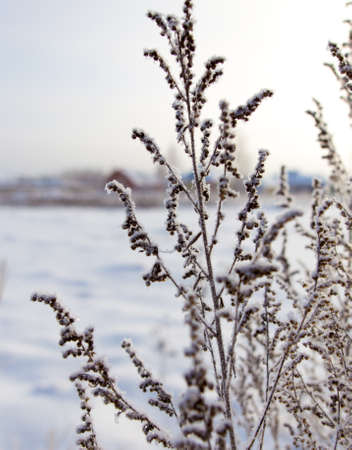 Dry grass in snow on nature in winterの写真素材
