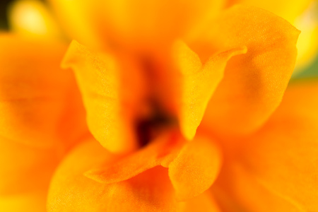 Petals of an orange flower as a background. Macroの写真素材