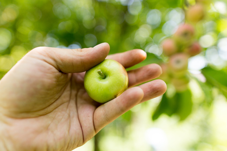 Juicy apple in hand in the garden .の写真素材