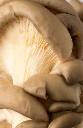Fresh oyster mushrooms on the farm. Macroの写真素材