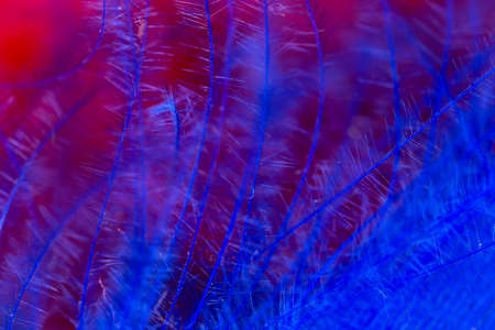 Blue and red feather as an abstract background. Macroの写真素材