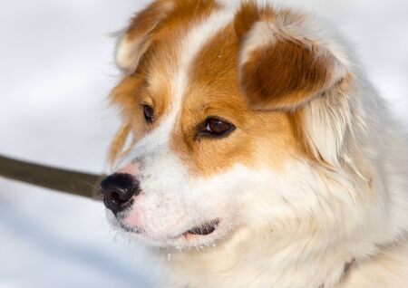 Portrait of a dog in nature in winter .