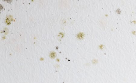 Mold on a white wall as a background .の写真素材