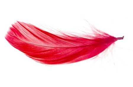 Red feather isolated on a white backgroundの写真素材