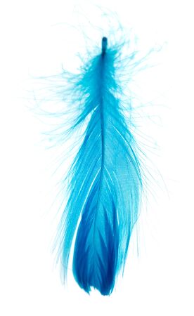 Beautiful blue feather on a white backgroundの写真素材