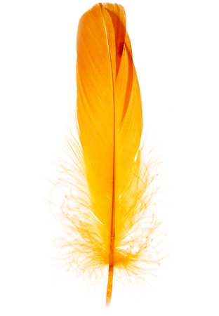 Beautiful orange feather on a white backgroundの写真素材