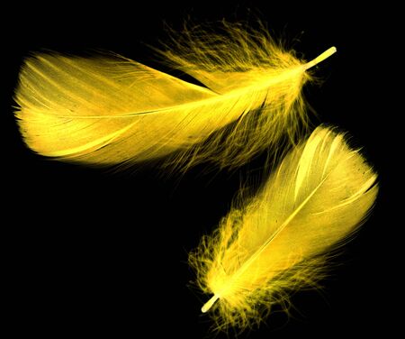 Yellow feather on a black background in inversionの写真素材