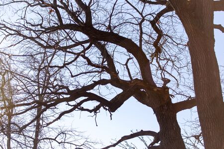Naked birch branches against the blue sky .