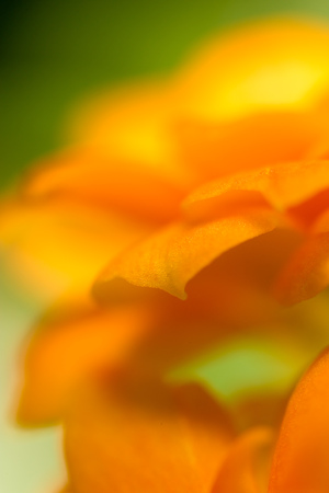 Petals of an orange flower as a background. Macroの写真素材