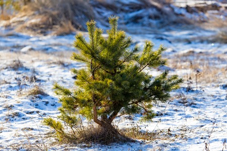 Young pine in the winter at dawn .の写真素材