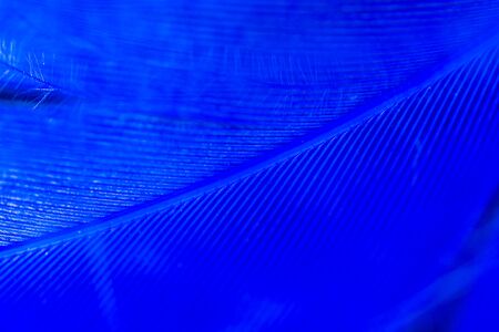 A blue feather as an abstract background. Macroの写真素材