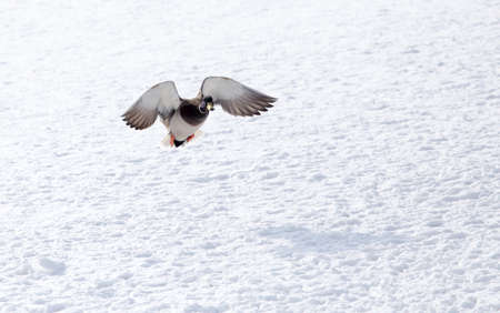 Duck flying against white snow in winter .の写真素材